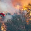 New evidence shows forest fires, logging and land clearance are creating an environmental crisis in Australia.