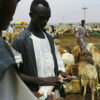 الماشية السودانية
