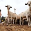Sudan's low livestock exports won’t achieve the desired economic return for the country .