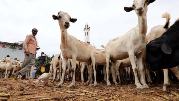 Sudan's low livestock exports won’t achieve the desired economic return for the country .