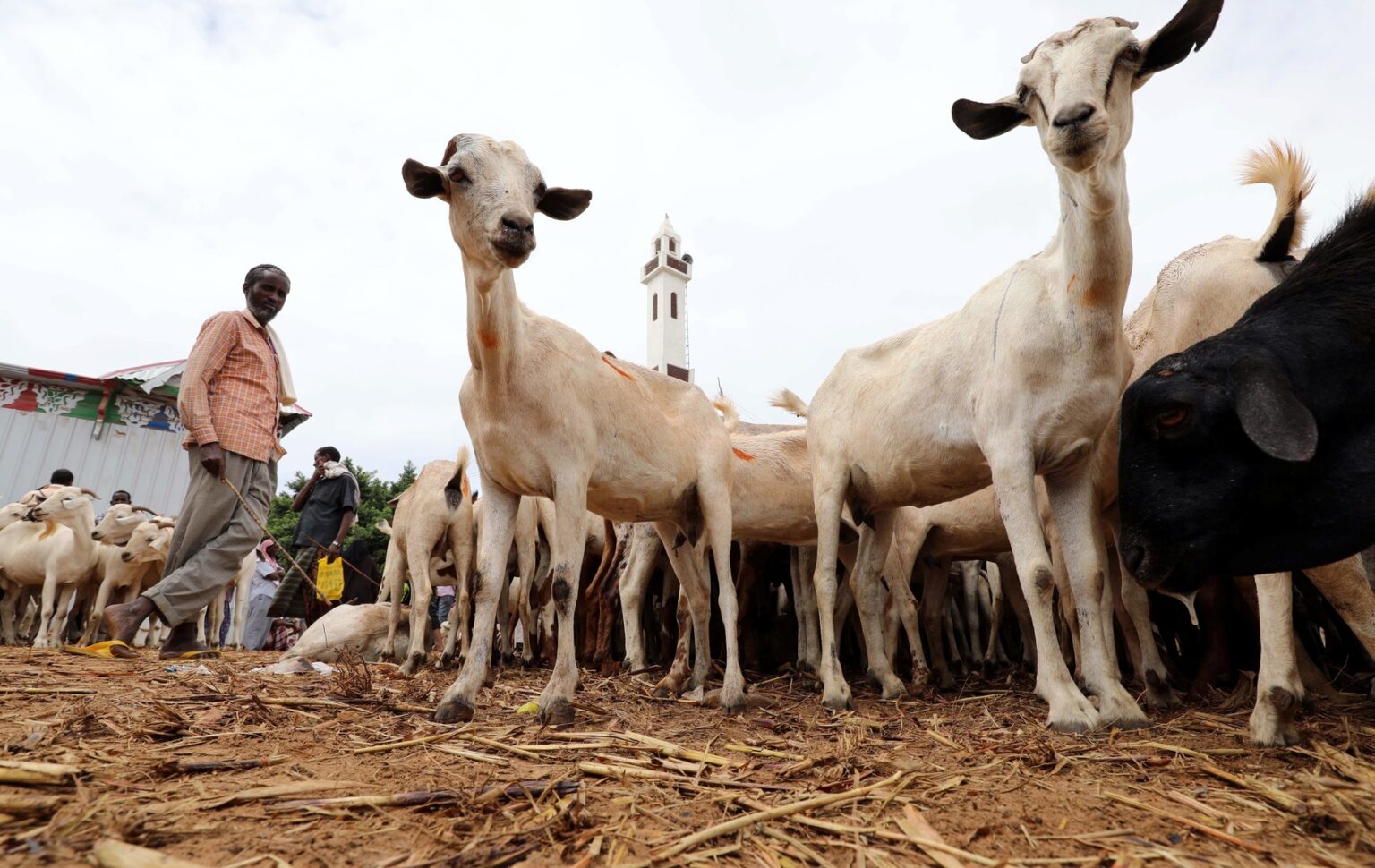 Sudan's low livestock exports won’t achieve the desired economic return for the country .