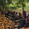 children working on cocoa farm