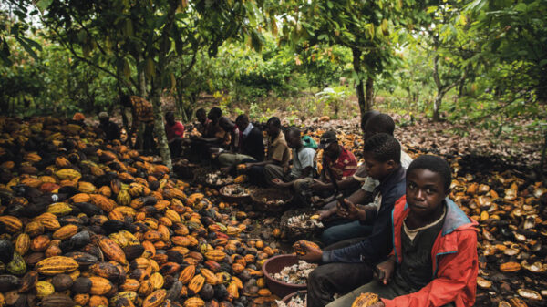 children working on cocoa farm