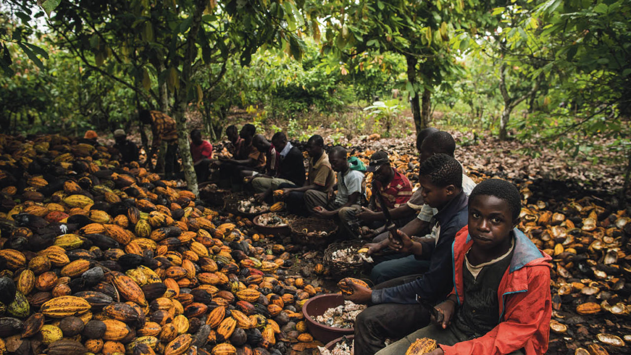 children working on cocoa farm