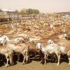 دولة السودان