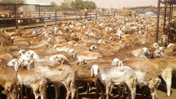 دولة السودان