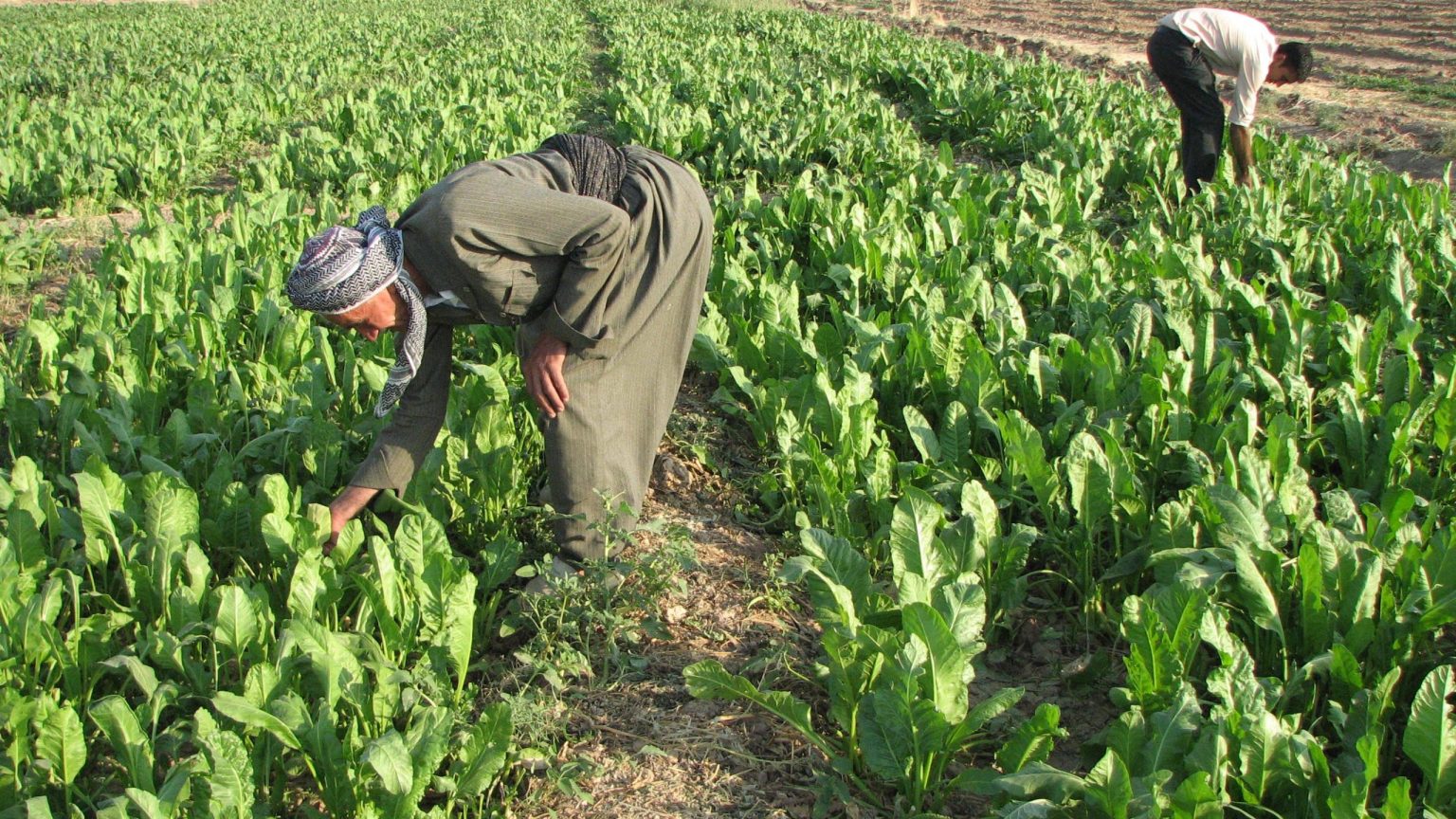 Iraqi Food Security