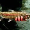 Salmon