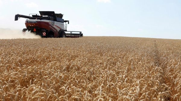 سوق القمح يدخل موسم الحصاد وسط تخوفات قلة الصادرات