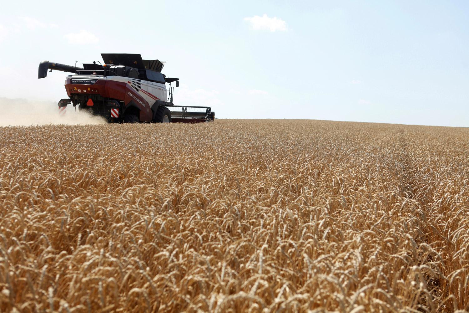 سوق القمح يدخل موسم الحصاد وسط تخوفات قلة الصادرات