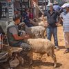 مربو المواشي في المغرب