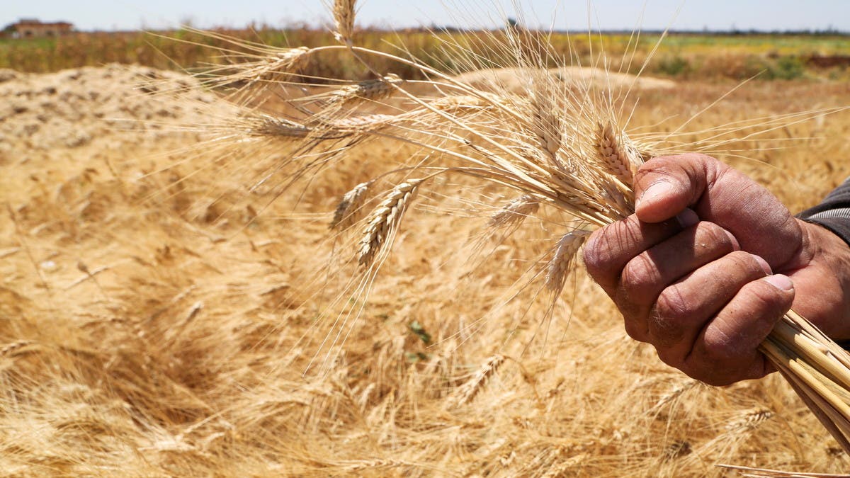 wheat prices