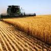 تراجع ملحوظ على صادرات الحبوب الأوكرانية ببداية الموسم الجديد