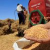 مجلس الحبوب: انتاج القمح العالمي في أدنى مستوياته منذ 3 سنوات