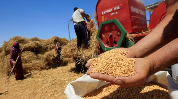 مجلس الحبوب: انتاج القمح العالمي في أدنى مستوياته منذ 3 سنوات
