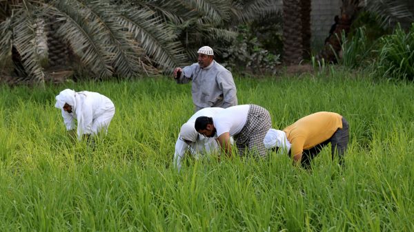 النشاط الزراعي