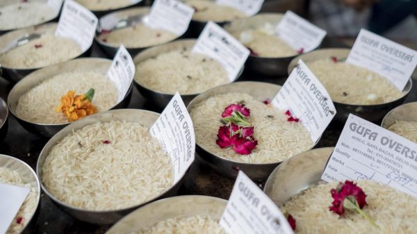 الأرز الهندي