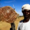 الصمغ العربي السوداني
