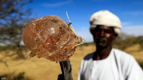 الصمغ العربي السوداني