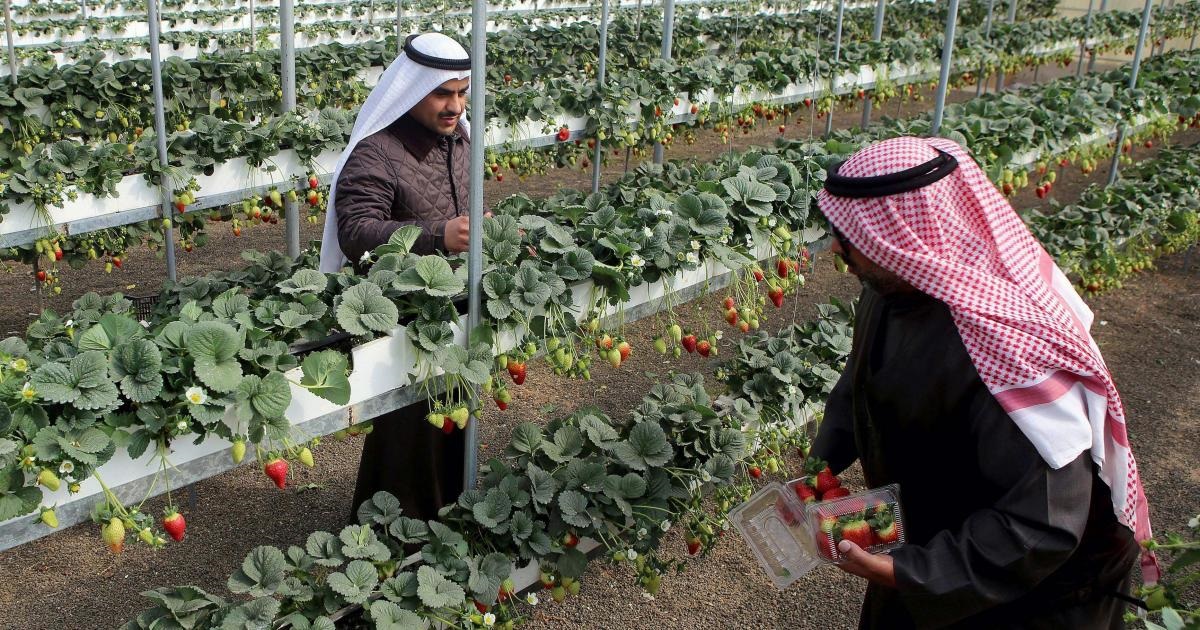 زراعي الكويت